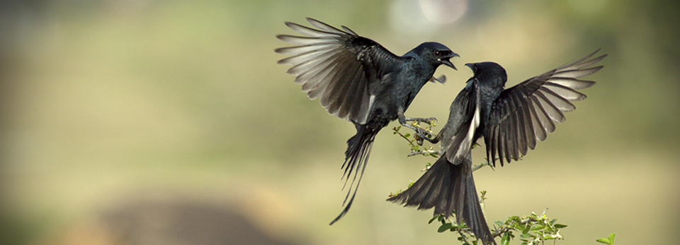 网络手机号在线发送
